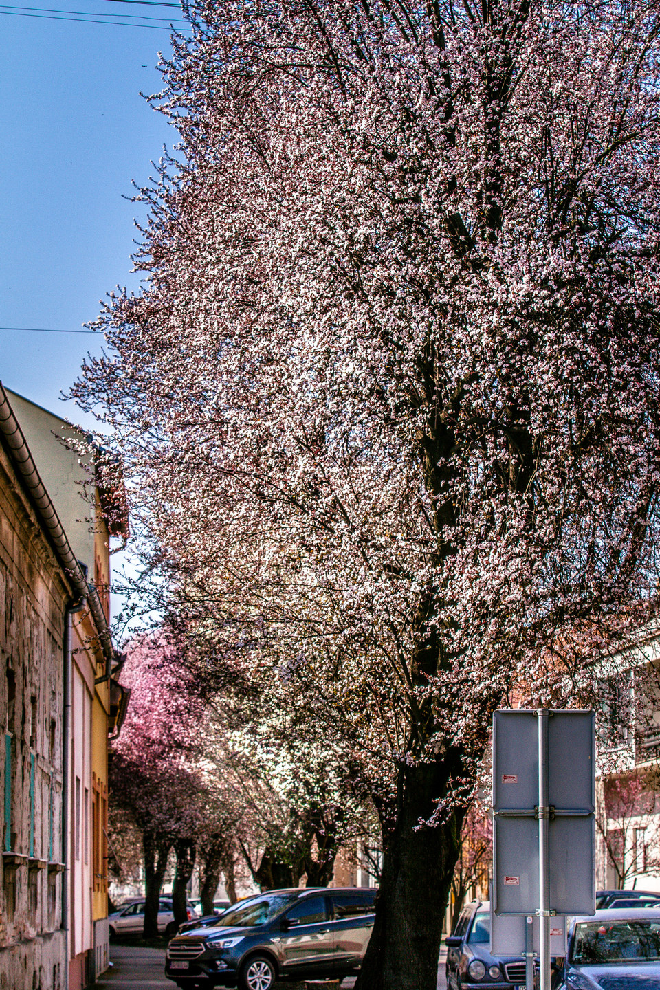 Ulica ringlova u Osijeku