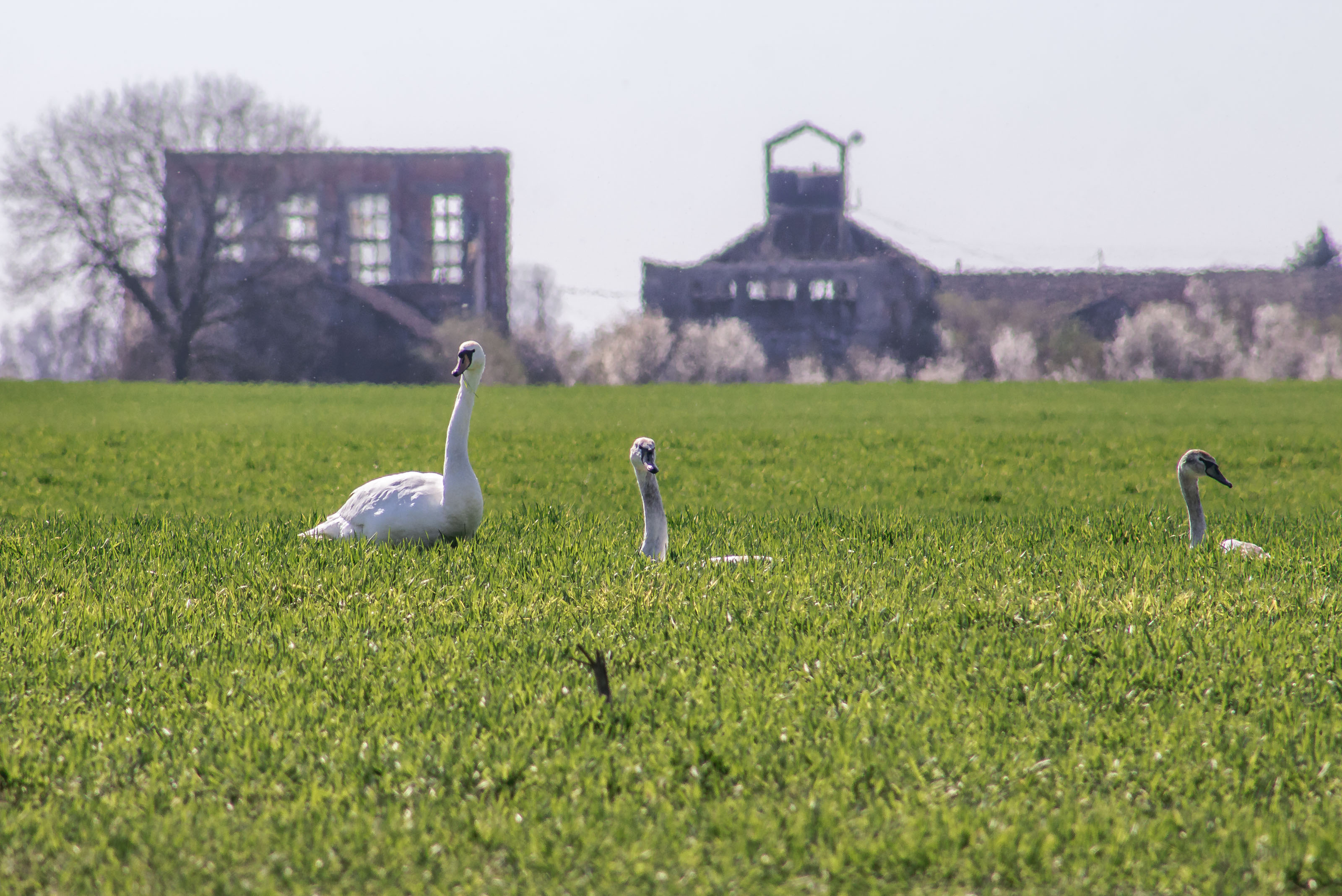 Kopački rit ožujak 2023. Kopački rit ožujak 2023.