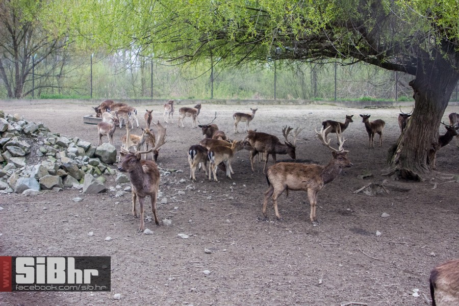 zoo_uskrs_2016_sibhr_150