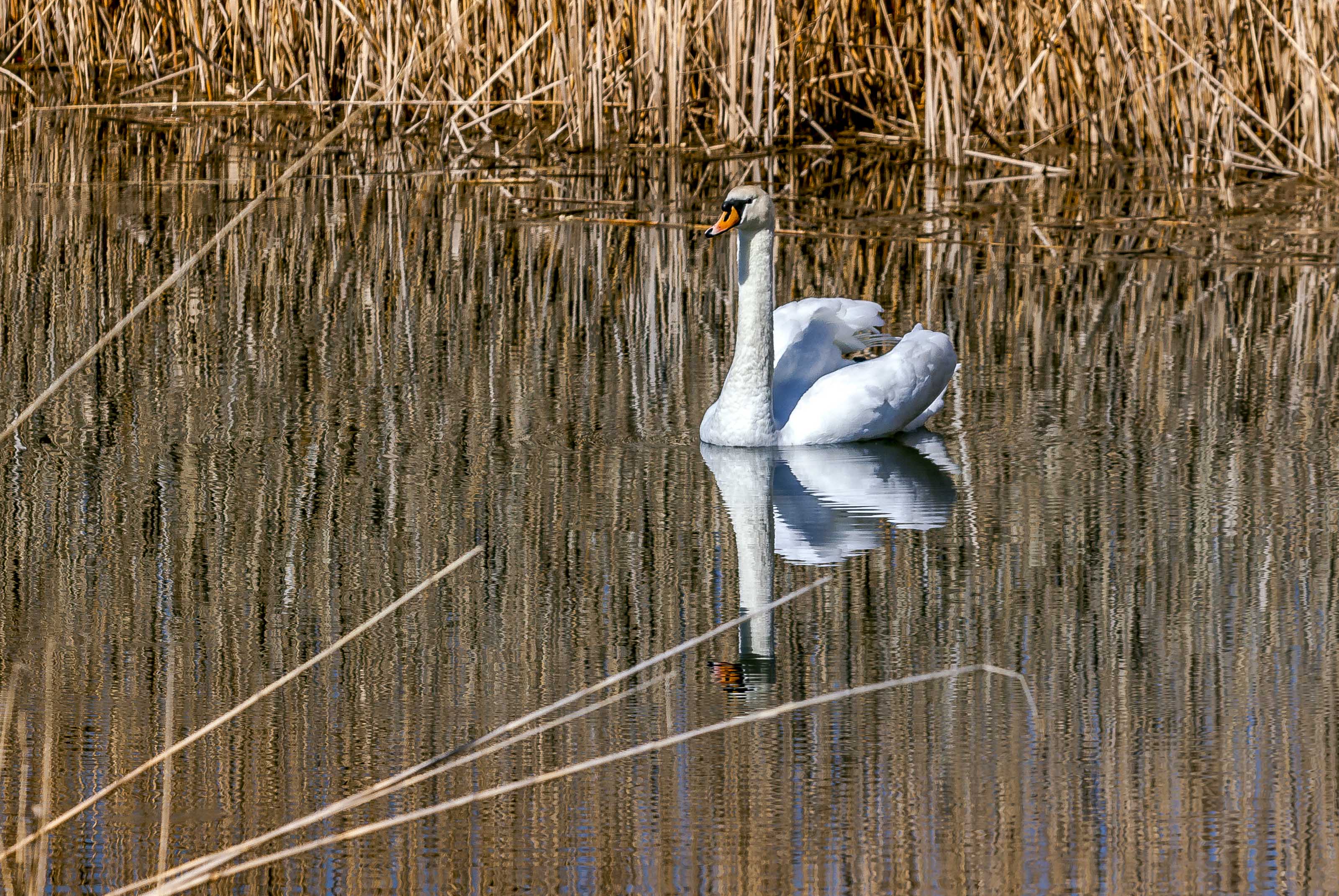Kopački rit ožujak 2023. Kopački rit ožujak 2023.