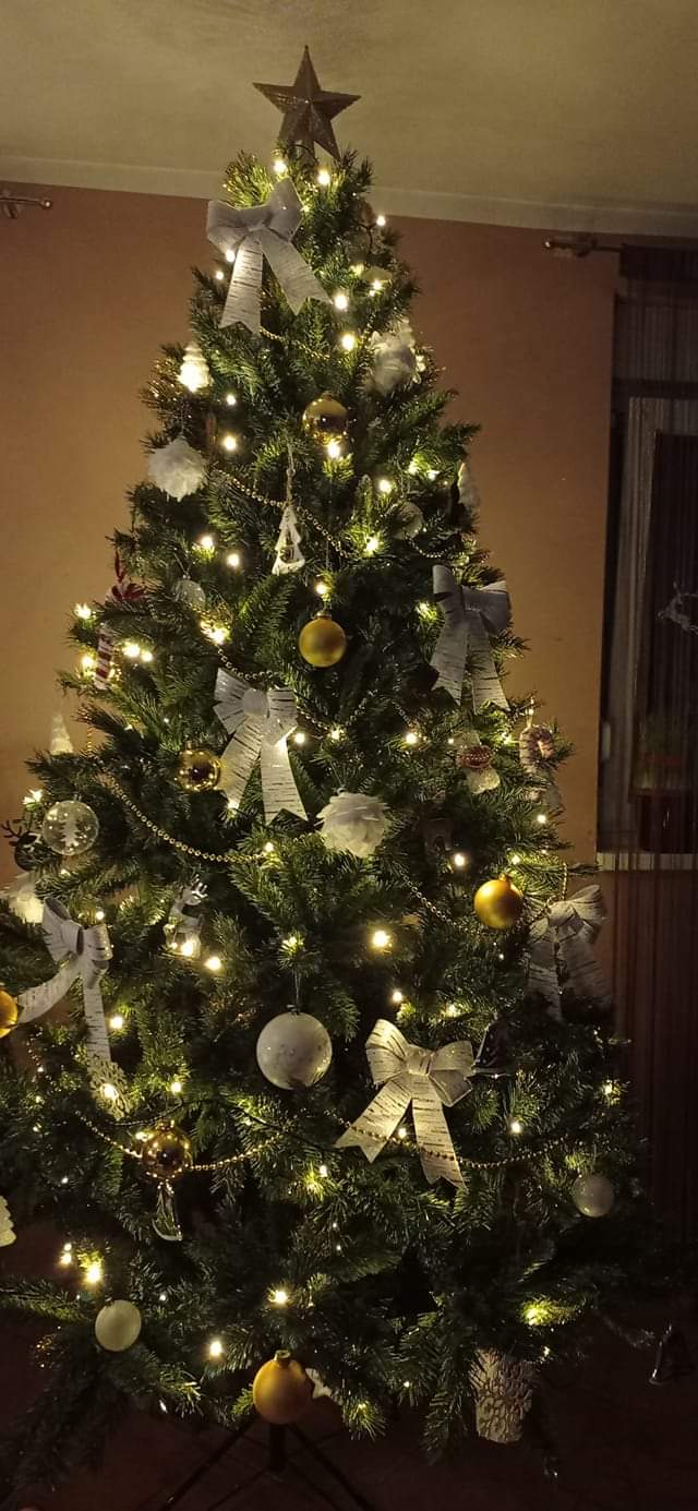 Najljepši borovi na Božić 2023. Najljepši borovi na Božić 2023.