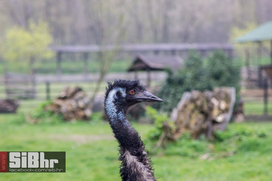 zoo_uskrs_2016_sibhr_164