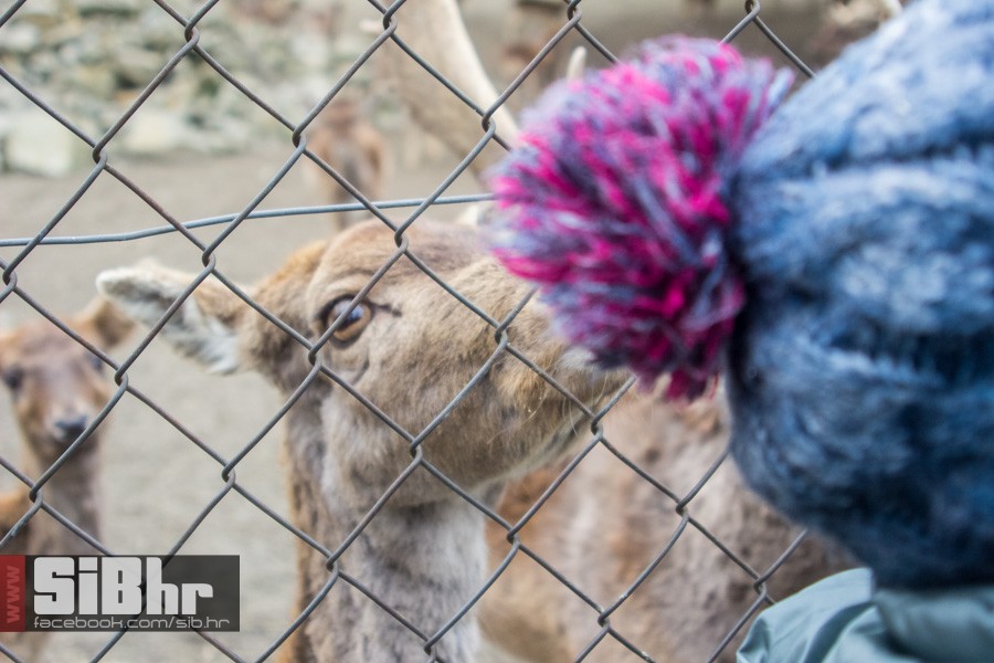 zoo_uskrs_2016_sibhr_141