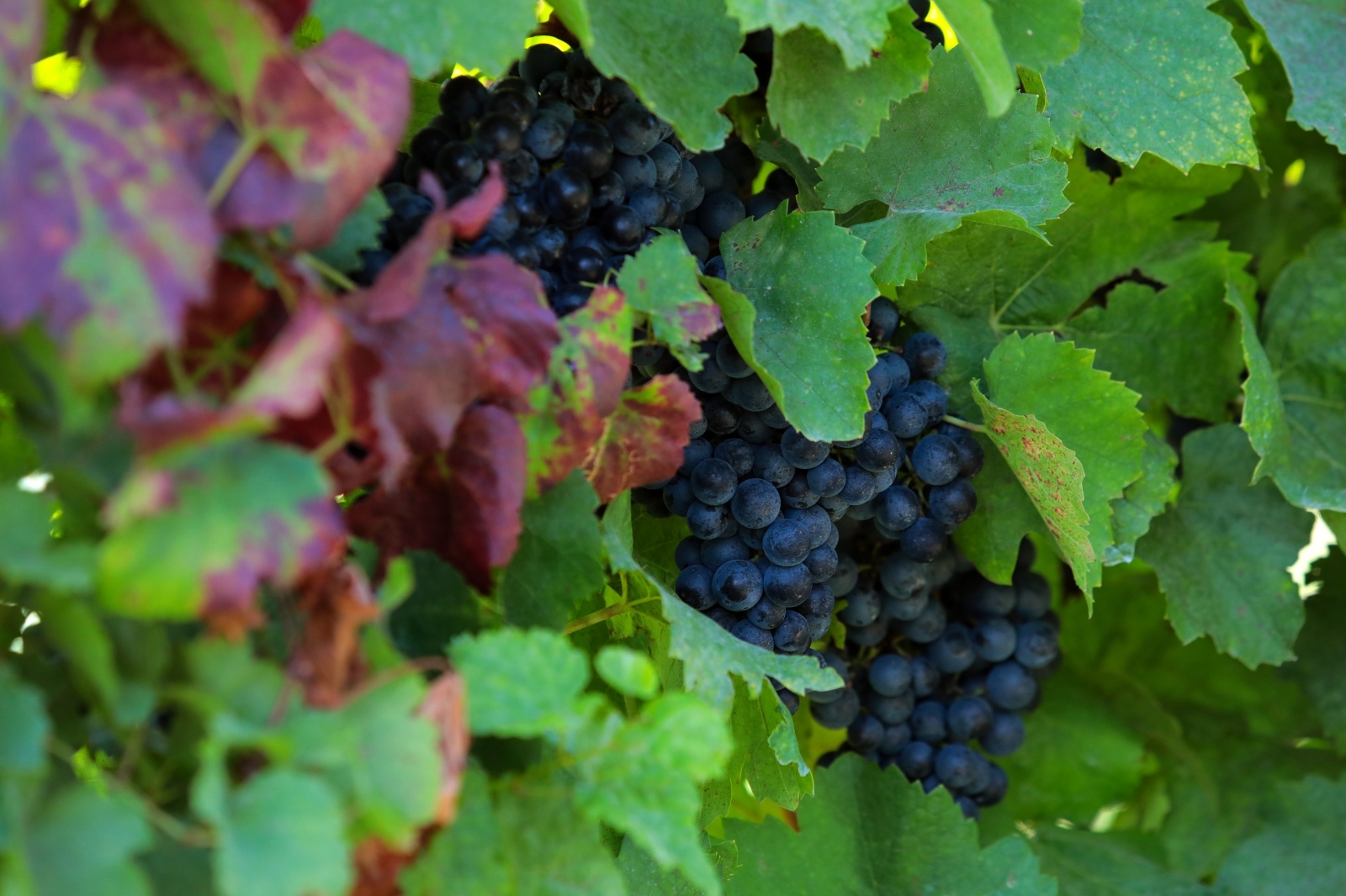 Baranjski vinogradi