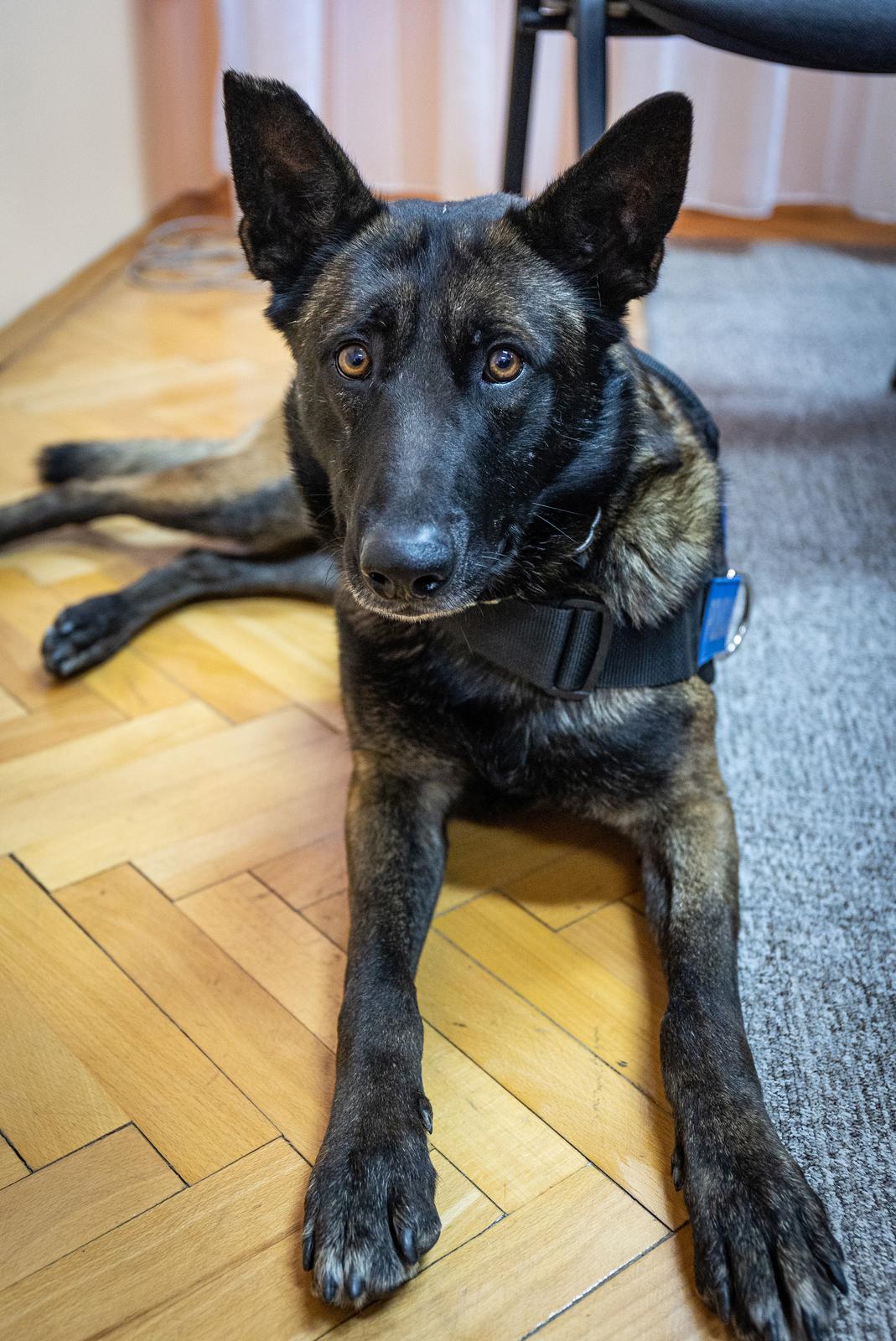 Uz pomoć policijskog psa zaplijenjeno 11 kilograma heroina