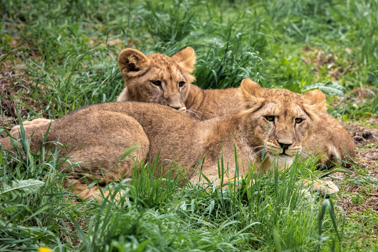 Novi stanovnici osječkog ZOO