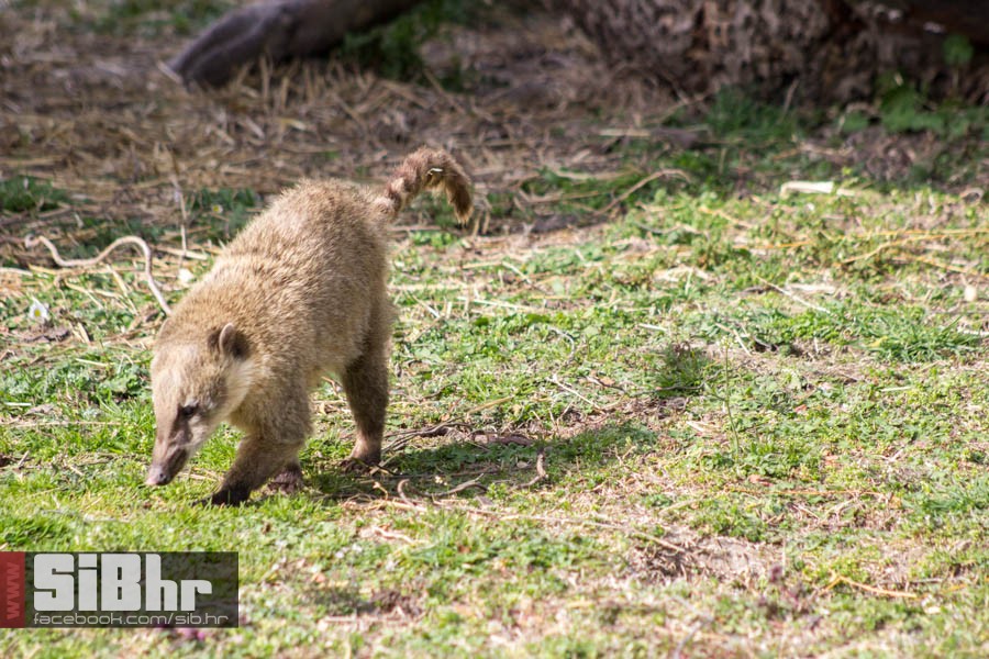zoo_vrt_06