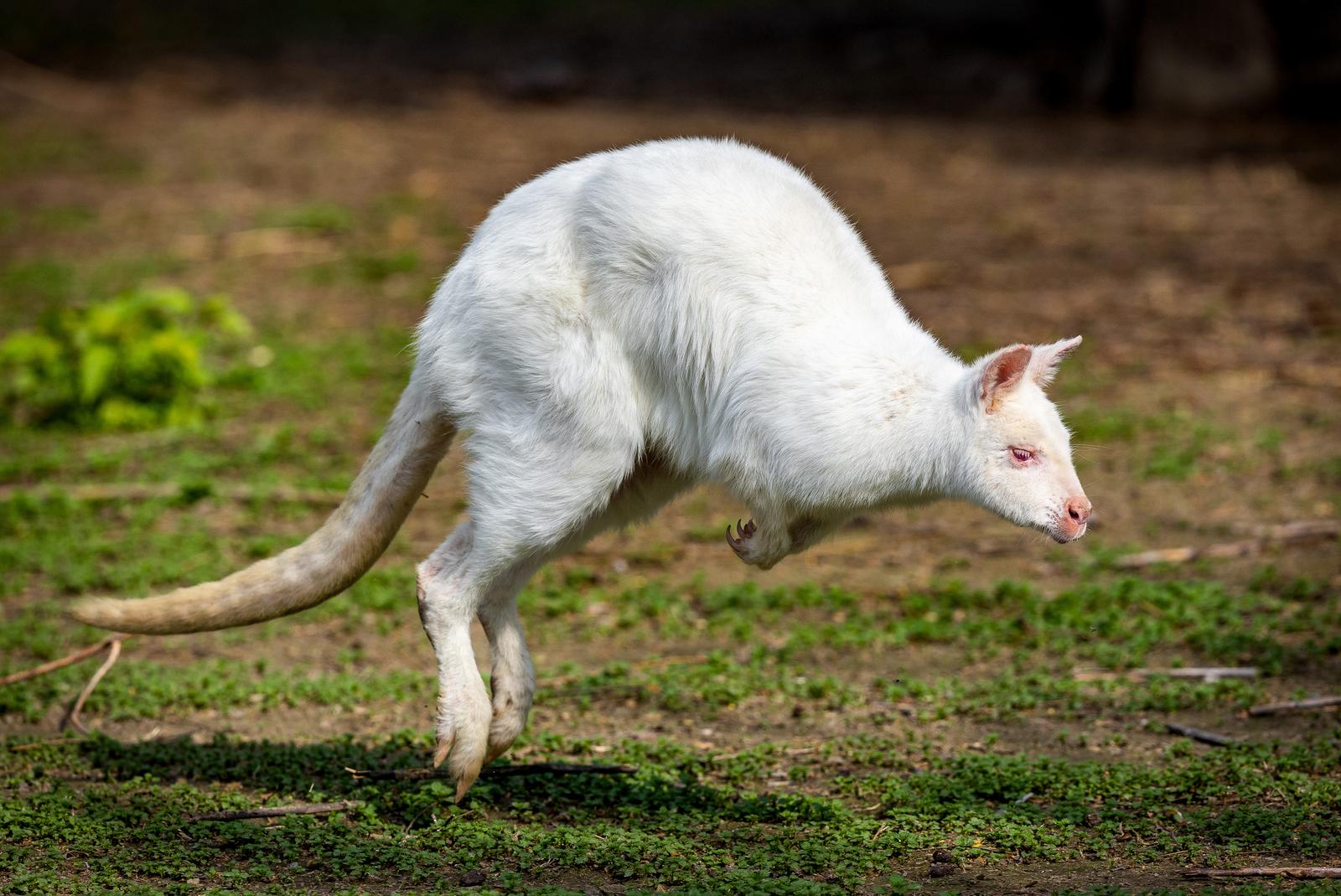 Albino valabi u osječkom ZOO vrtu