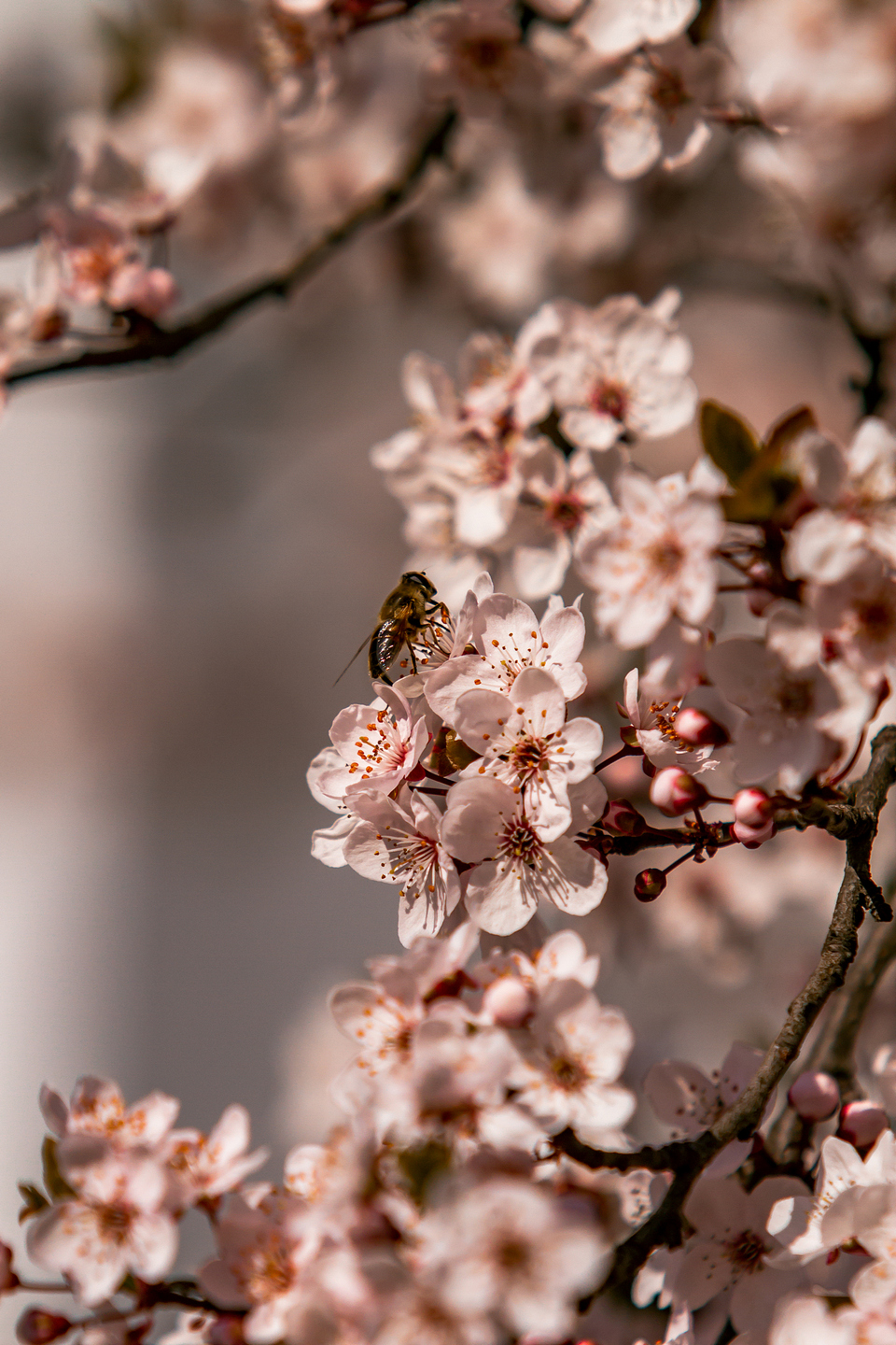 Ulica ringlova u Osijeku
