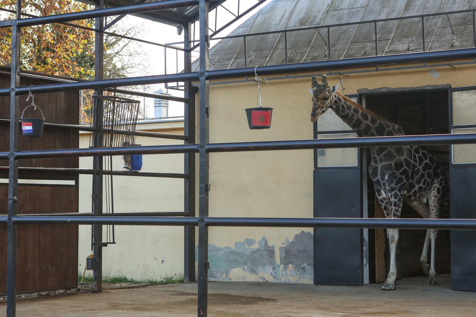 Žirafa Jonathan bira pobjednika Žirafa Jonathan bira pobjednika