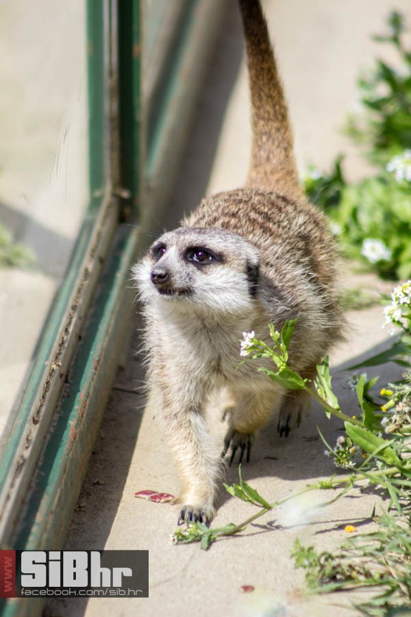 zoo_vrt_102