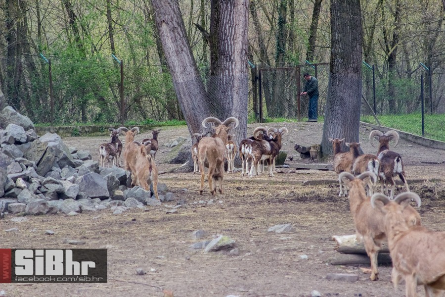 zoo_uskrs_2016_sibhr_158