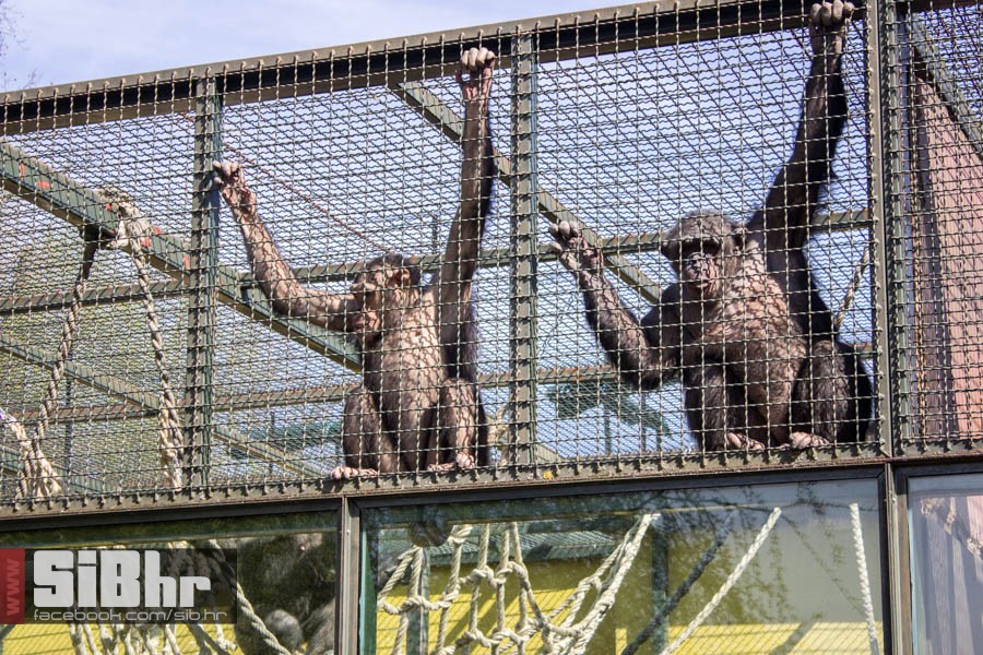 zoo_vrt_32
