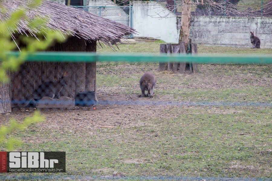 zoo_uskrs_2016_sibhr_15