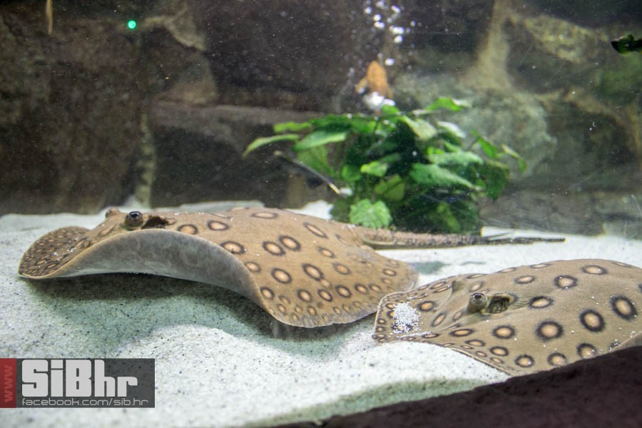 zoo_vrt_106
