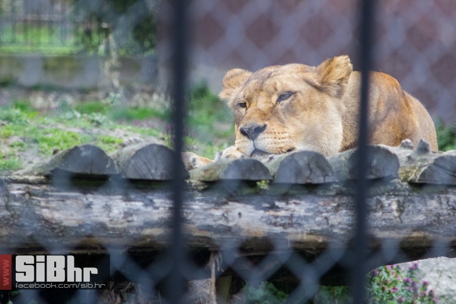 zoo_uskrs_2016_sibhr_99