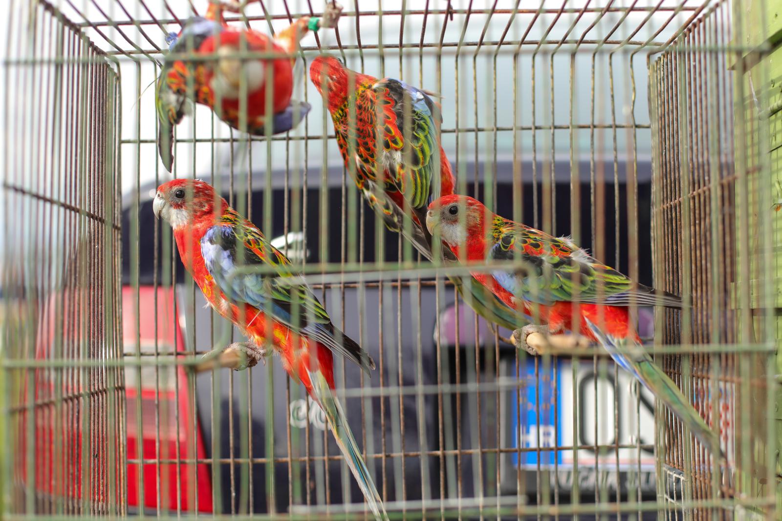 Osječka golubarska pija, rujan 2022. Osječka golubarska pija, rujan 2022.