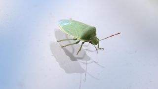 smrdljivi martin smrdljivi martin