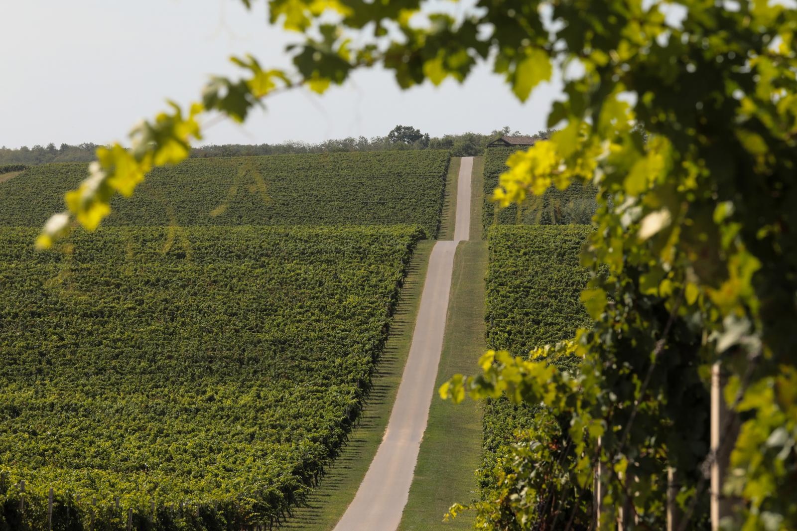 Baranjski vinogradi