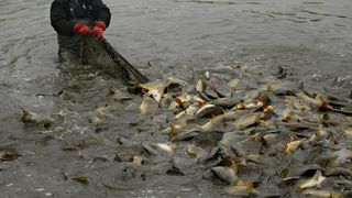 ribolov ribarska mreža šarani