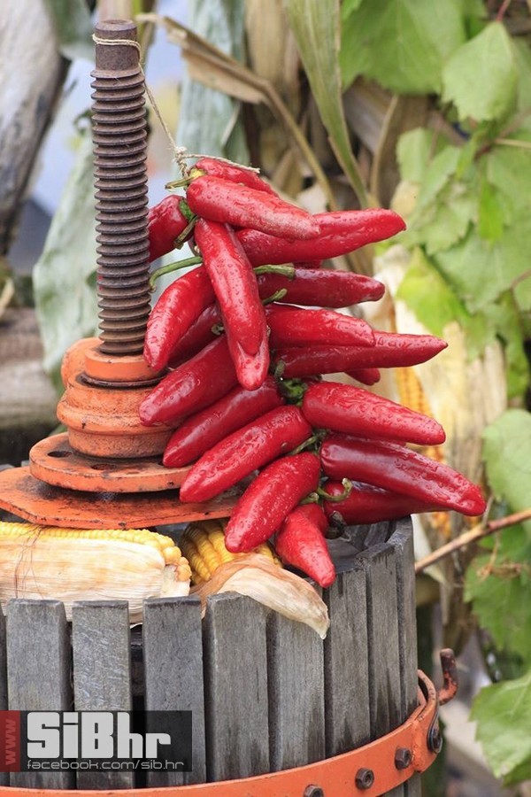 dani_ribe_SiB_hr_01 dani_ribe_SiB_hr_01