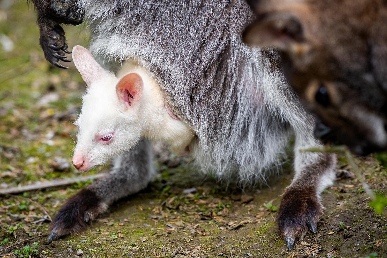 Albino valabi u osječkom ZOO vrtu