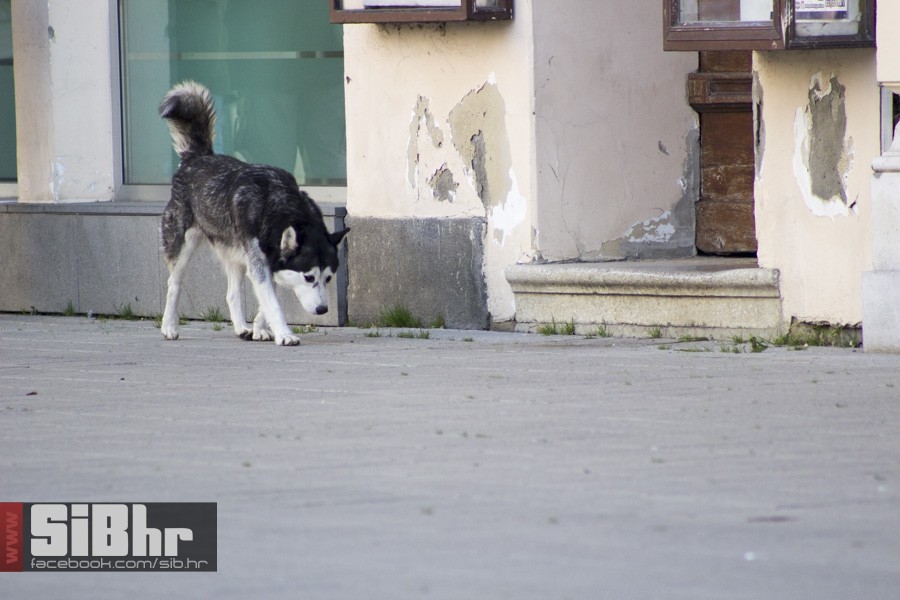 badnjak_setnja_osijek_34
