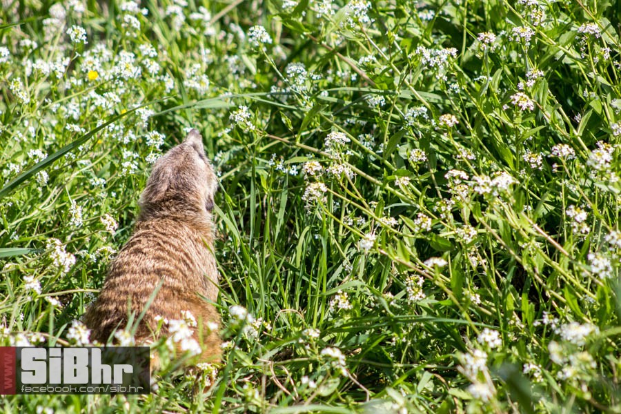 zoo_vrt_101