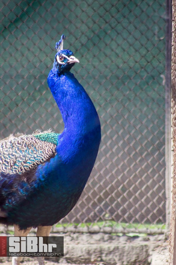 zoo_vrt_70