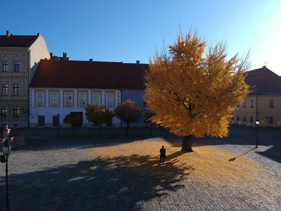 Ginko u osječkoj Tvrđi