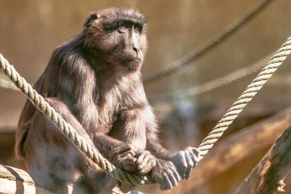 ZOO vrt  Osijek u proljeće