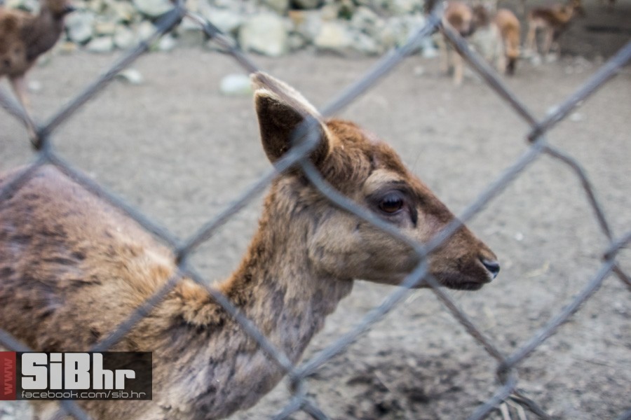 zoo_uskrs_2016_sibhr_140