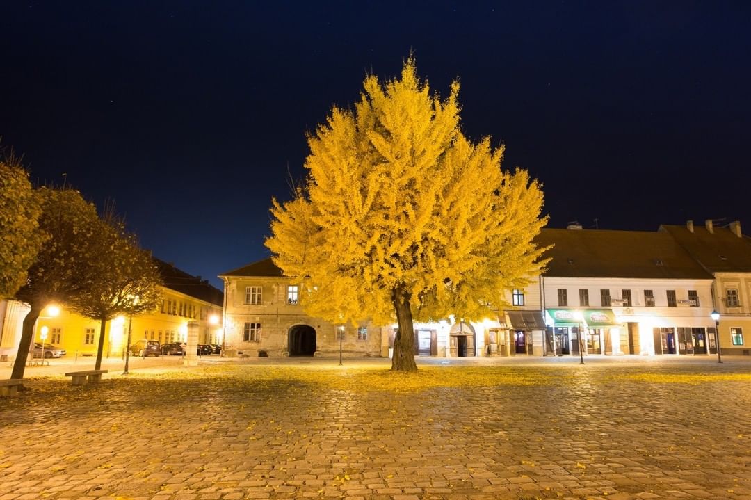 Ginko u osječkoj Tvrđi