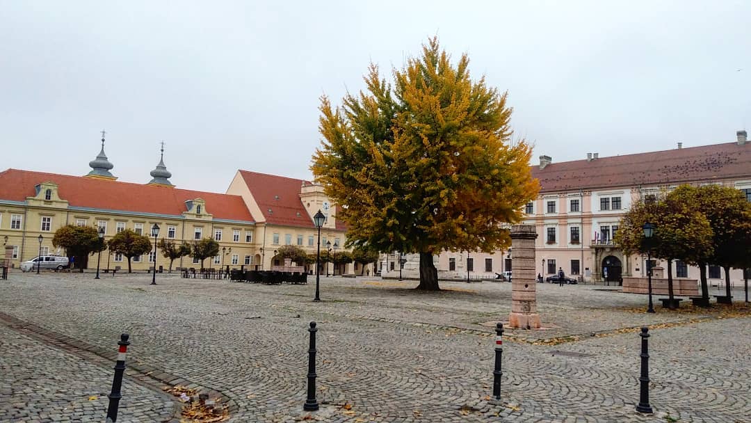 Ginko u osječkoj Tvrđi