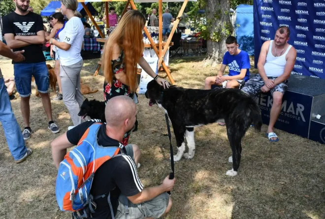 Izložba pasa CAC Požega 2024.