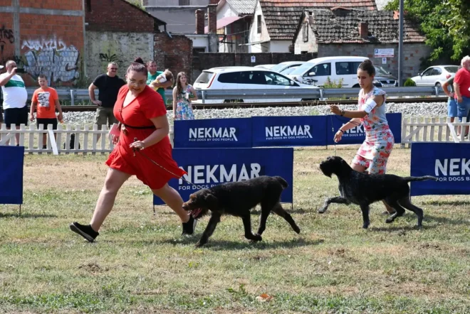 Izložba pasa CAC Požega 2024.