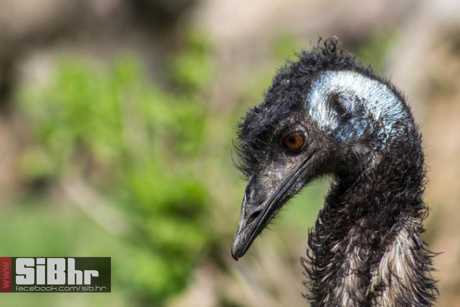 zoo_vrt_82