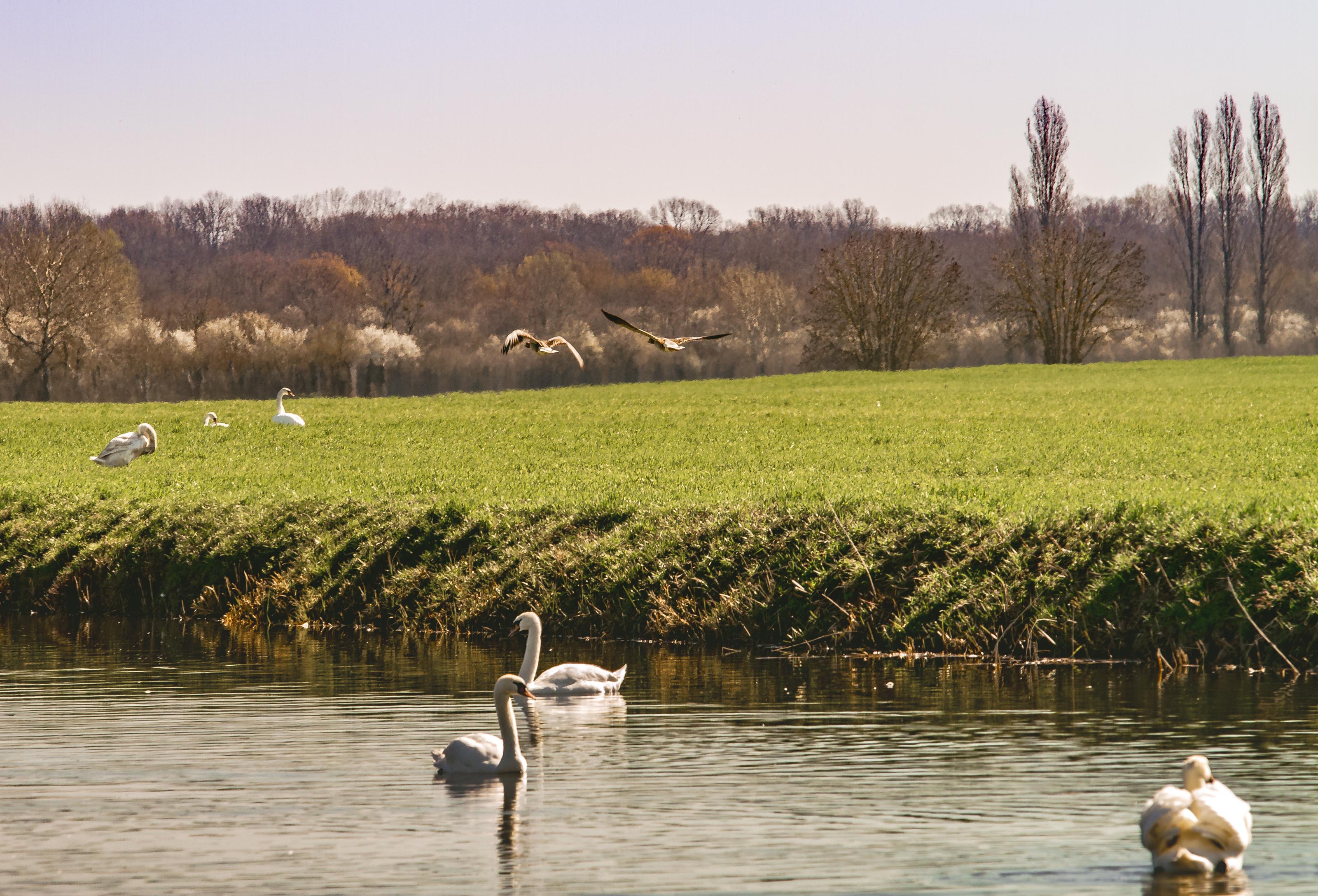 Kopački rit ožujak 2023. Kopački rit ožujak 2023.