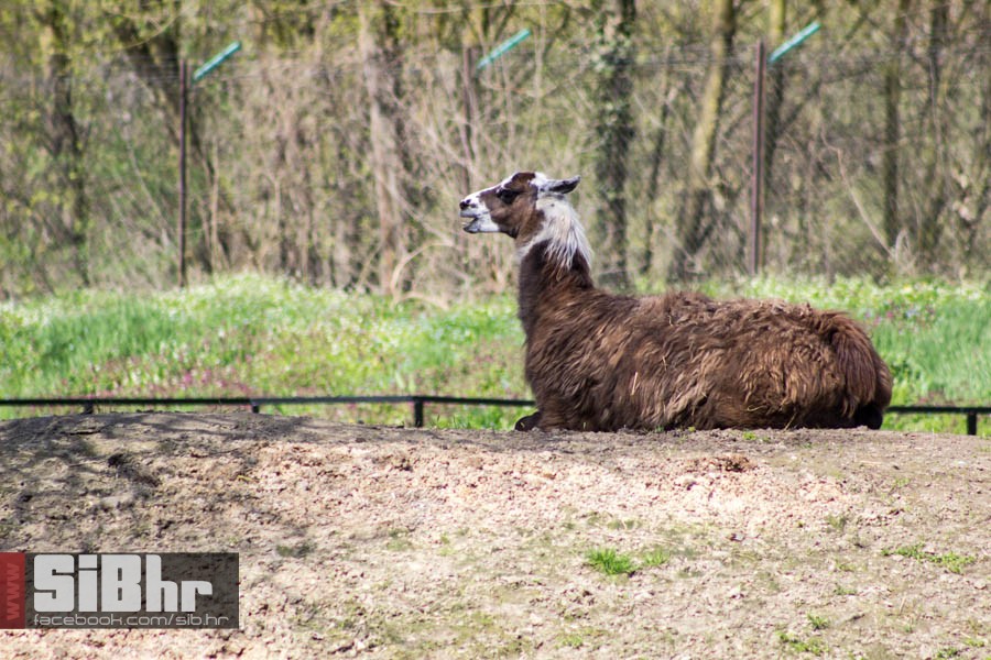 zoo_vrt_87