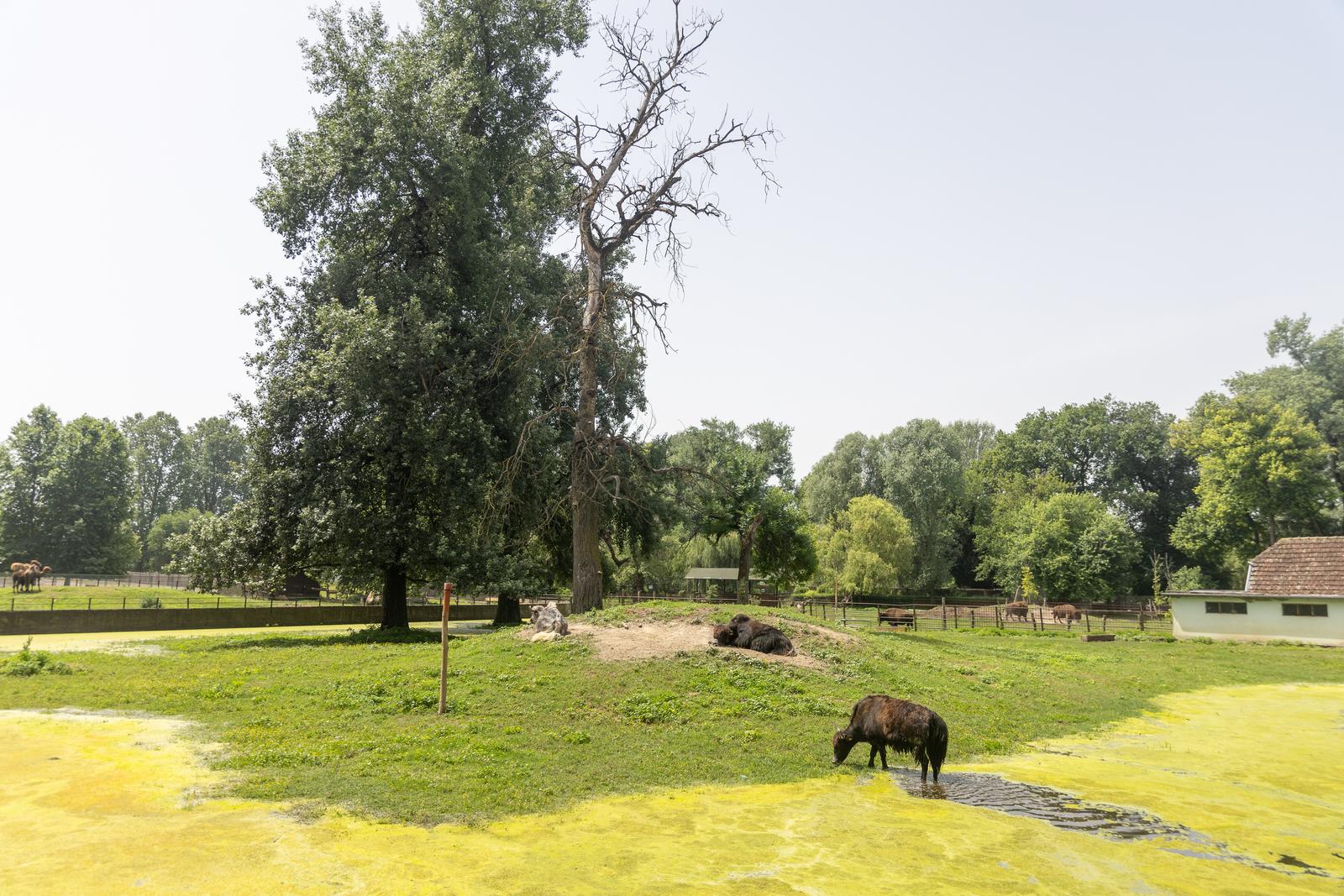 Preplavljeni osječki ZOO vrt intrigira životinje i posjetitelje