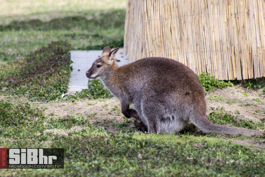 zoo_vrt_02