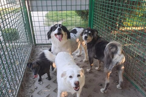 četiri psa azil četiri psa azil