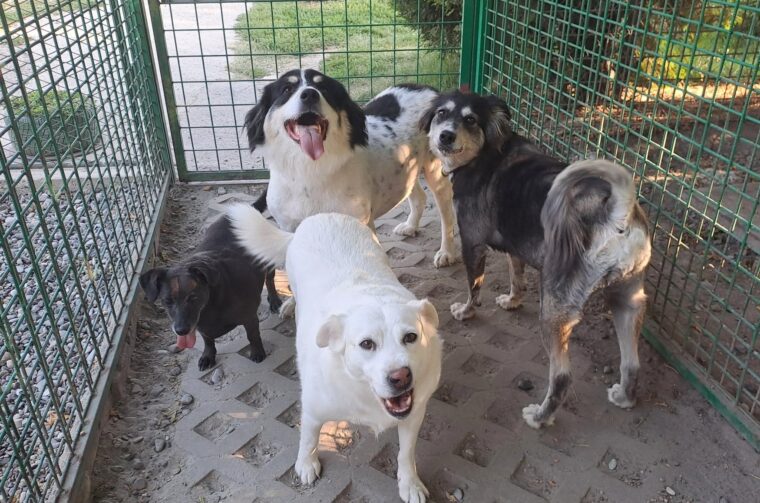 četiri psa azil četiri psa azil