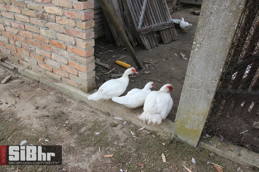 vinski_maraton_zamjevac_SiBhr_5 vinski_maraton_zamjevac_SiBhr_5