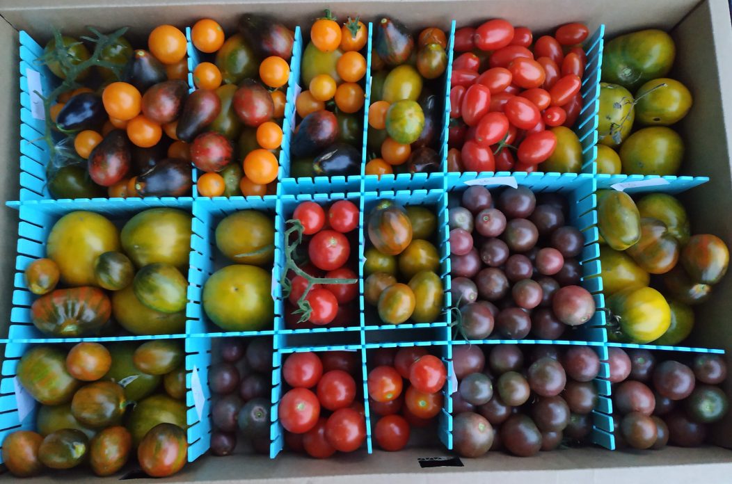 cherries_IMG_20190813_200457