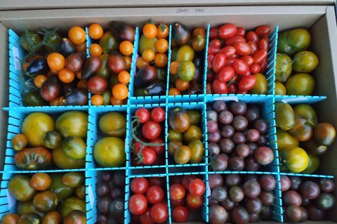 cherries_IMG_20190813_200457