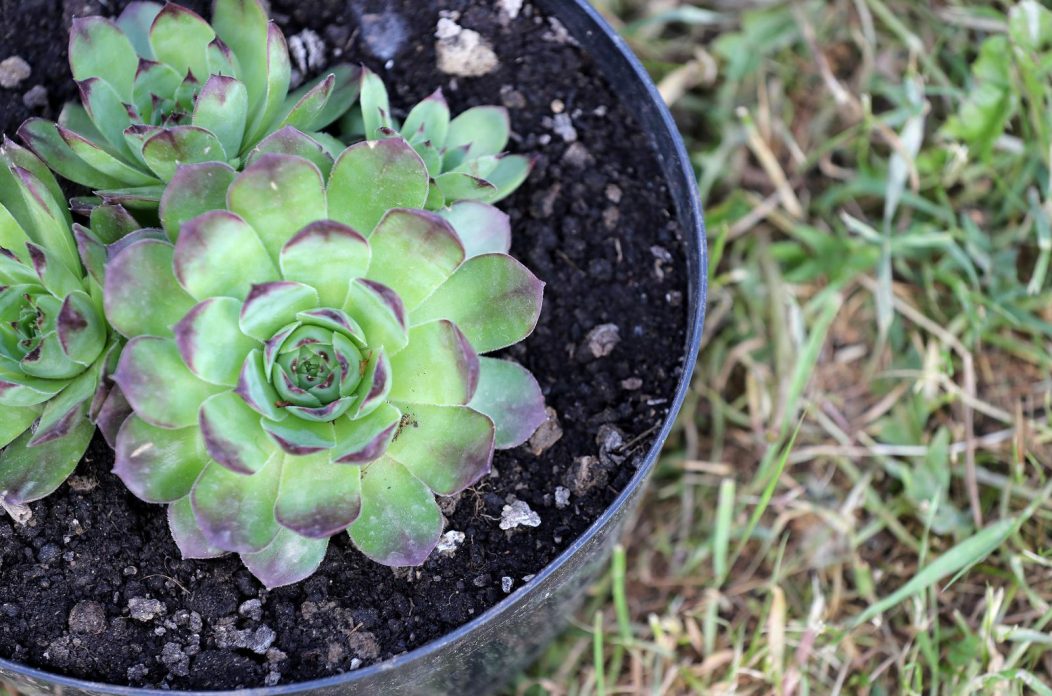 Čuvarkuća Čuvarkuća