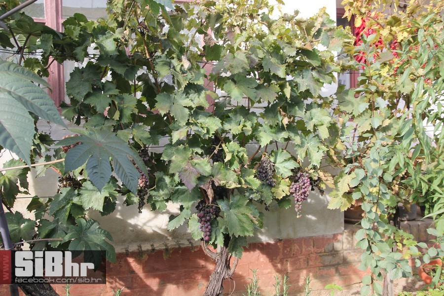 vinski_maraton_zamjevac_SiBhr_3 vinski_maraton_zamjevac_SiBhr_3