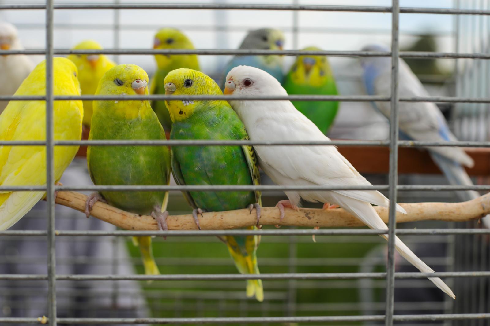 Osječka golubarska pija, rujan 2022. Osječka golubarska pija, rujan 2022.