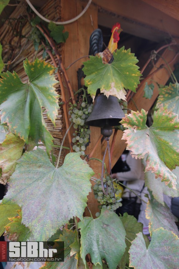 vinski_maraton_zamjevac_SiBhr_4 vinski_maraton_zamjevac_SiBhr_4